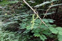 Ormocarpum cochinchinense